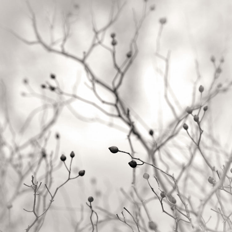 Winter Berries
