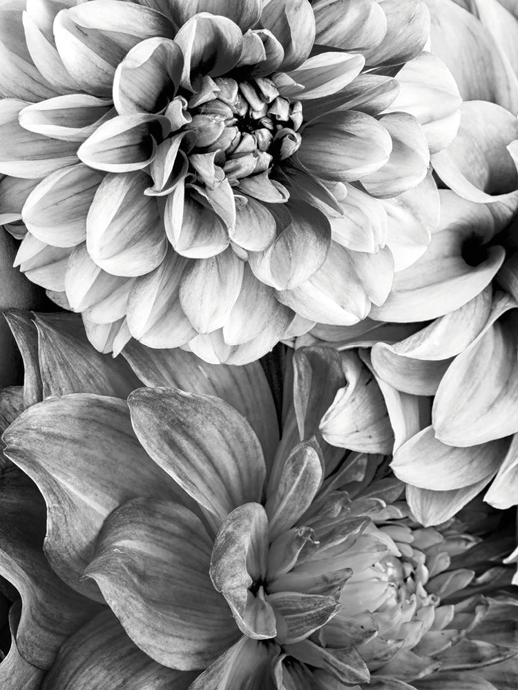 B&W Flower 2