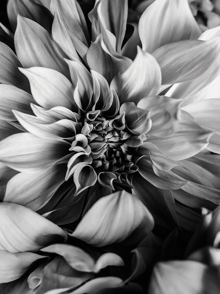 B&W Flower 4