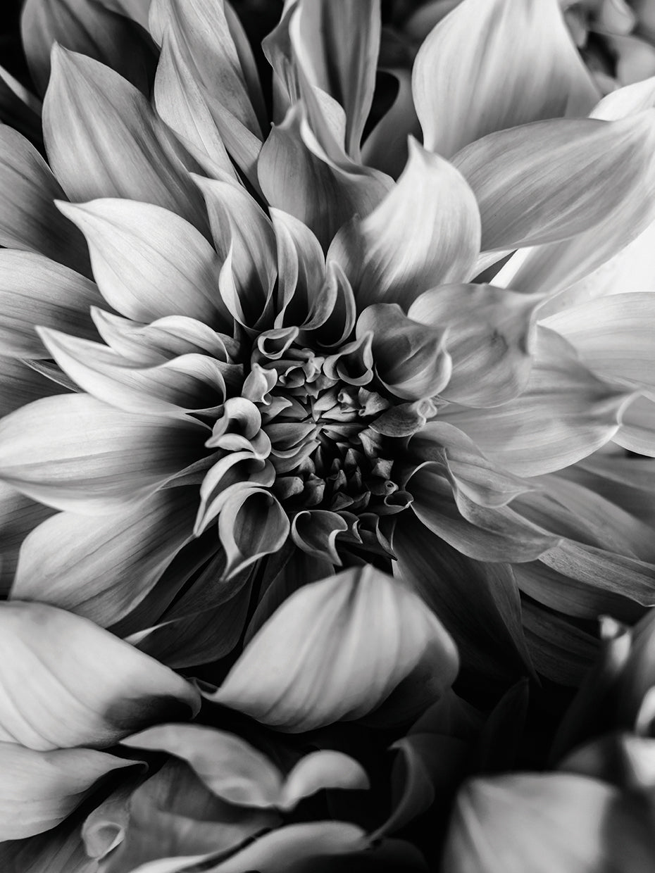 B&W Flower 4