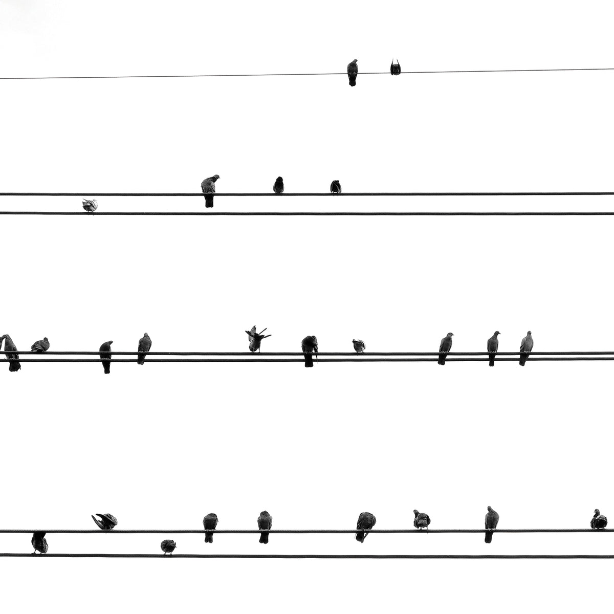 Birds on the Line