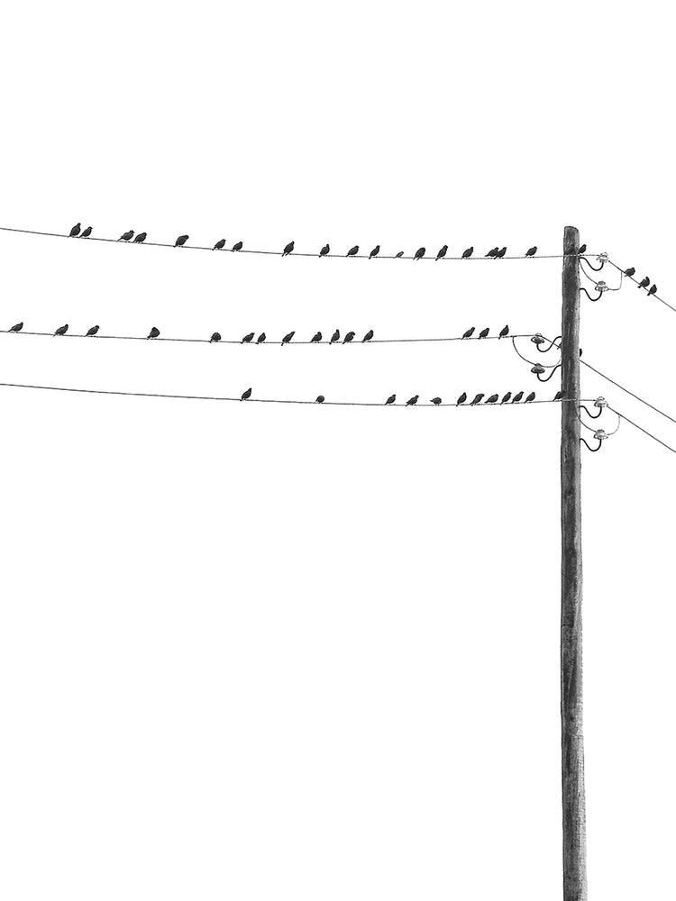 Birds on Wires