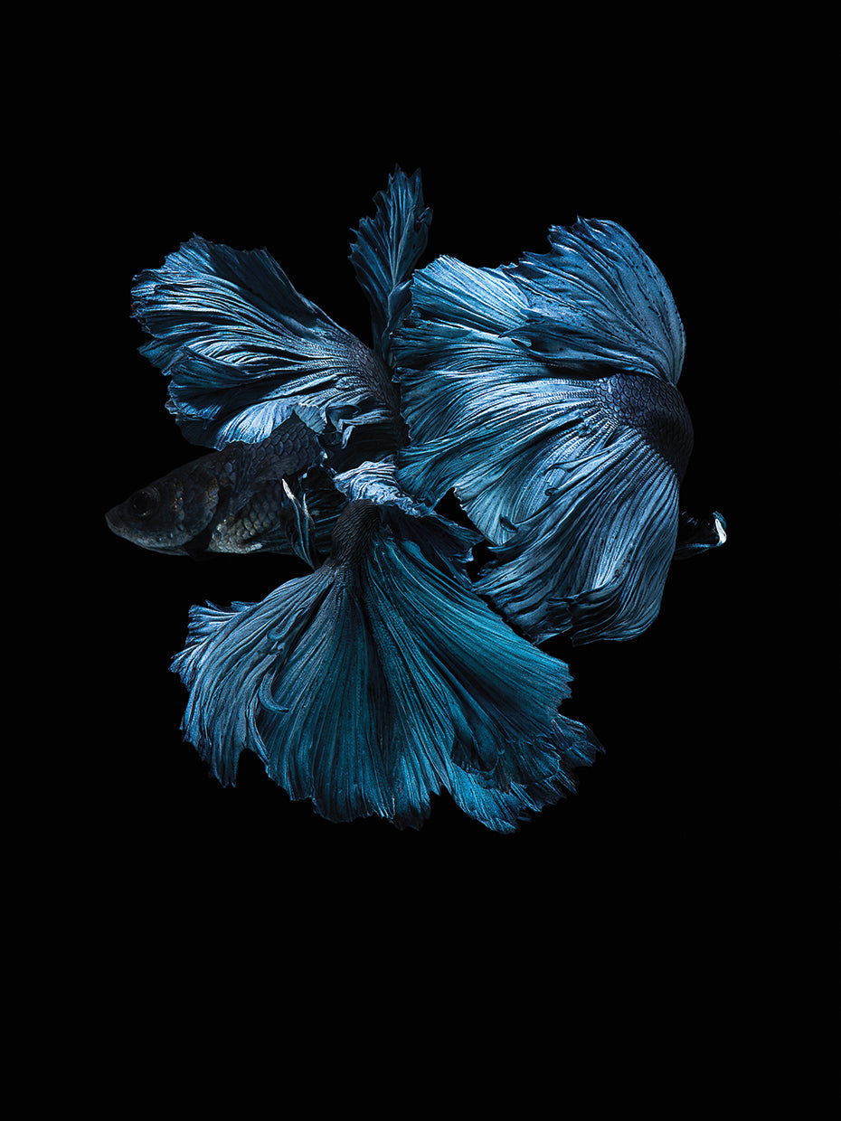 Blue Betta