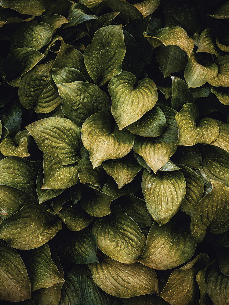 Hostas Leaves
