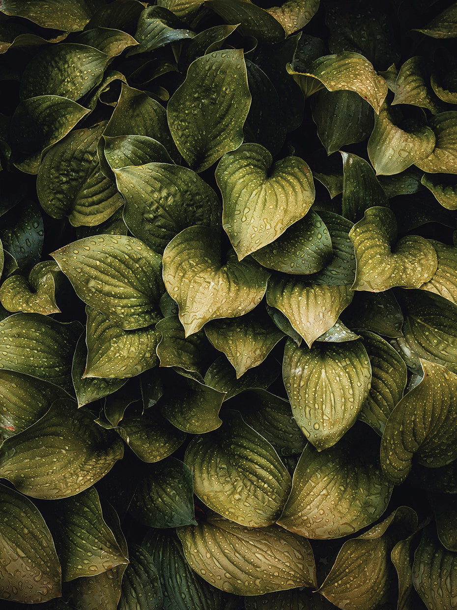 Hostas Leaves