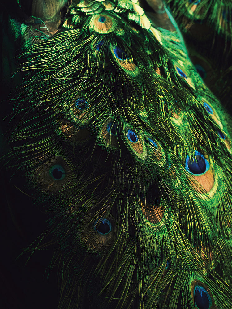 Peacock Tail