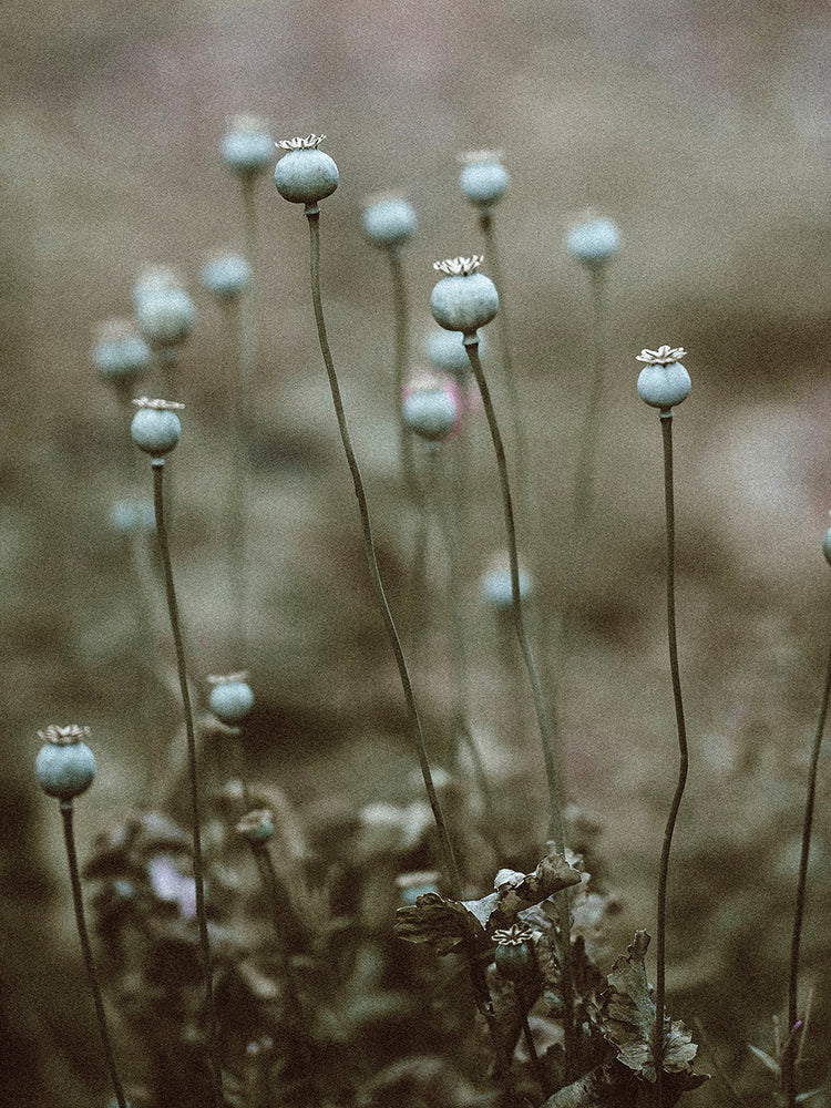 Poppy Pods