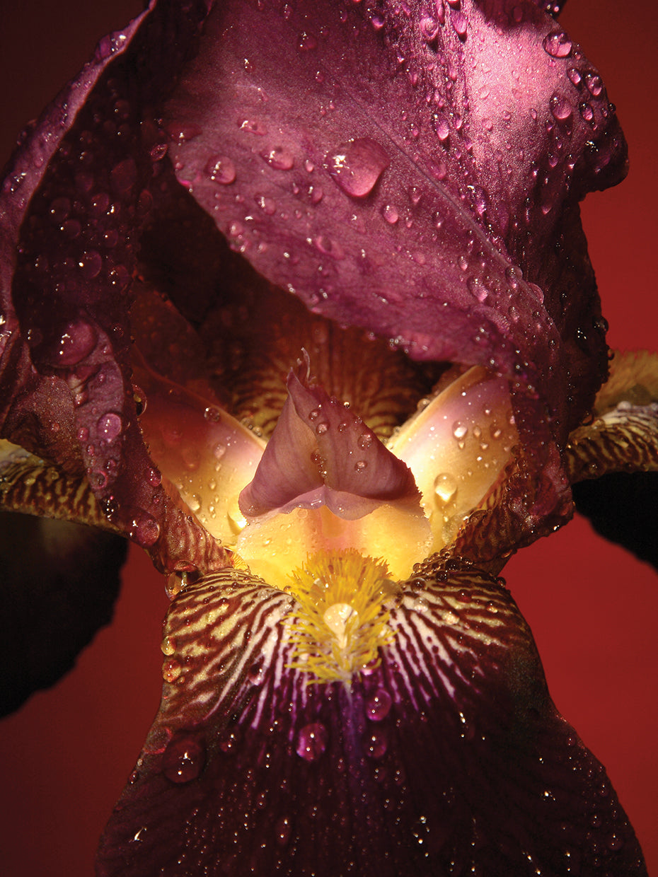 Red Flower