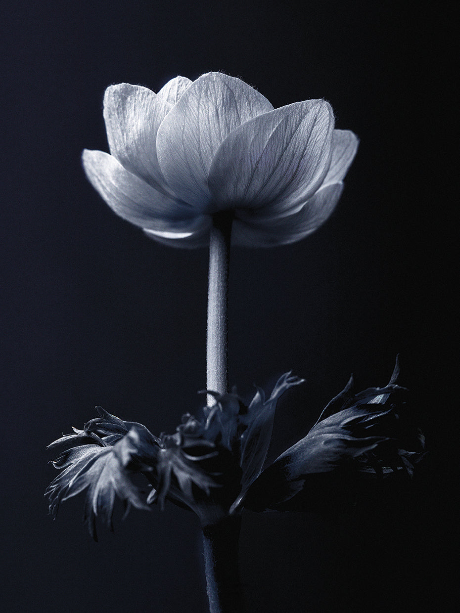 Single Flower