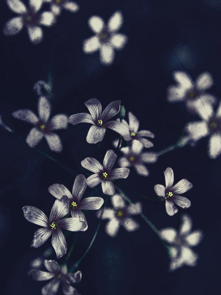 Small Flowers