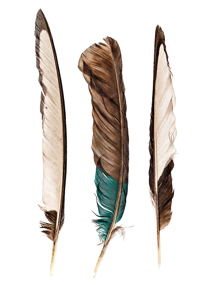Three Feathers