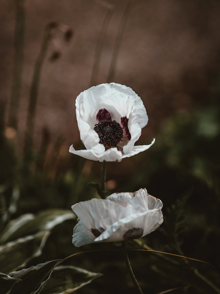 White Poppies
