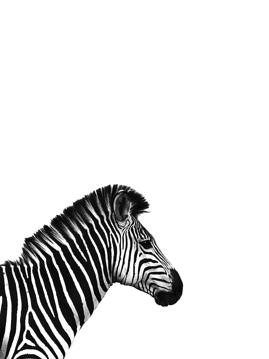 Zebra 2