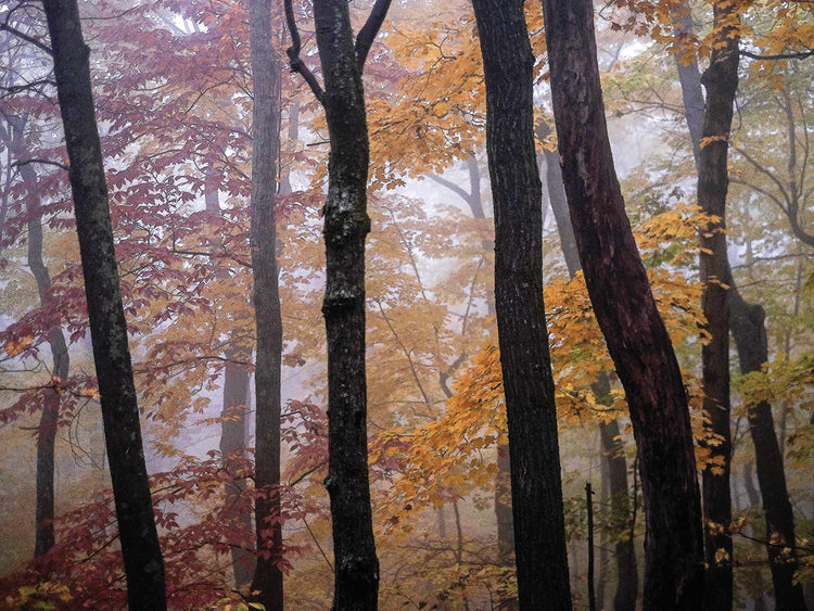 Árboles de octubre Lienzo