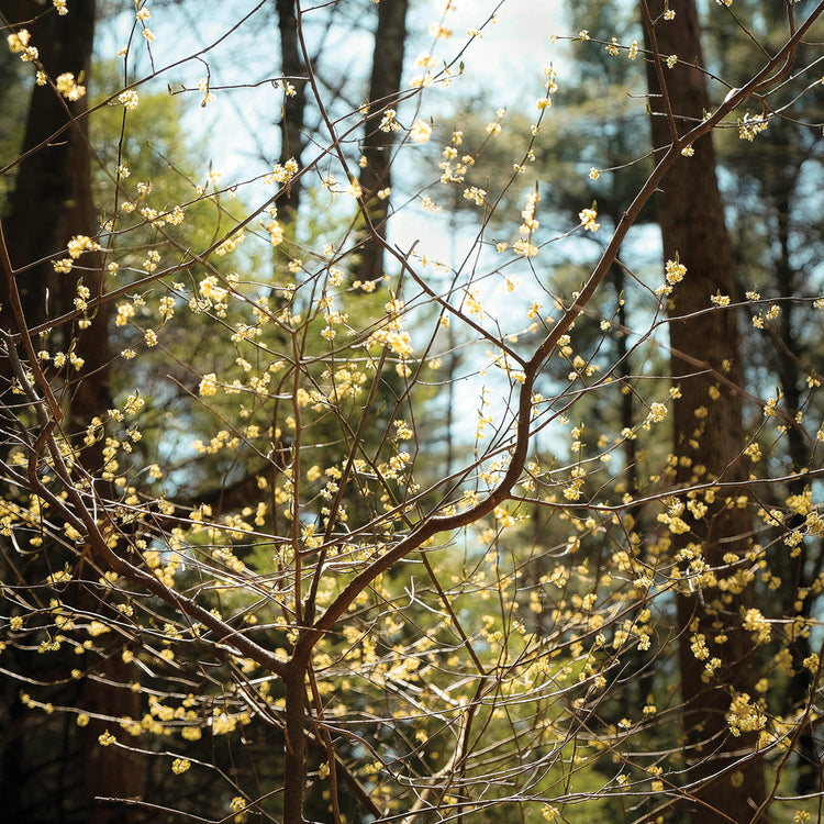 Paisaje de primavera Lienzo