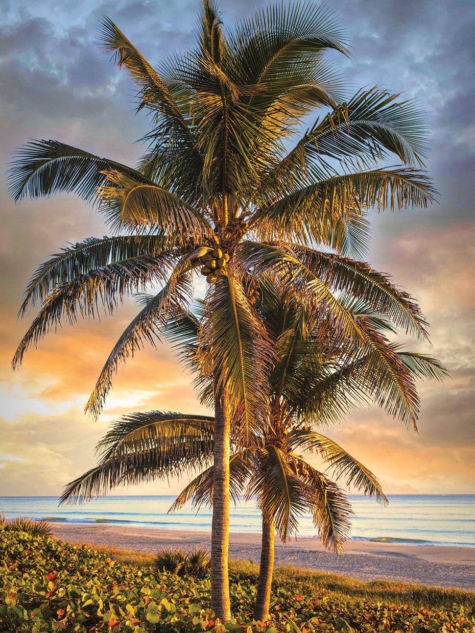 Coconut Palm Trees