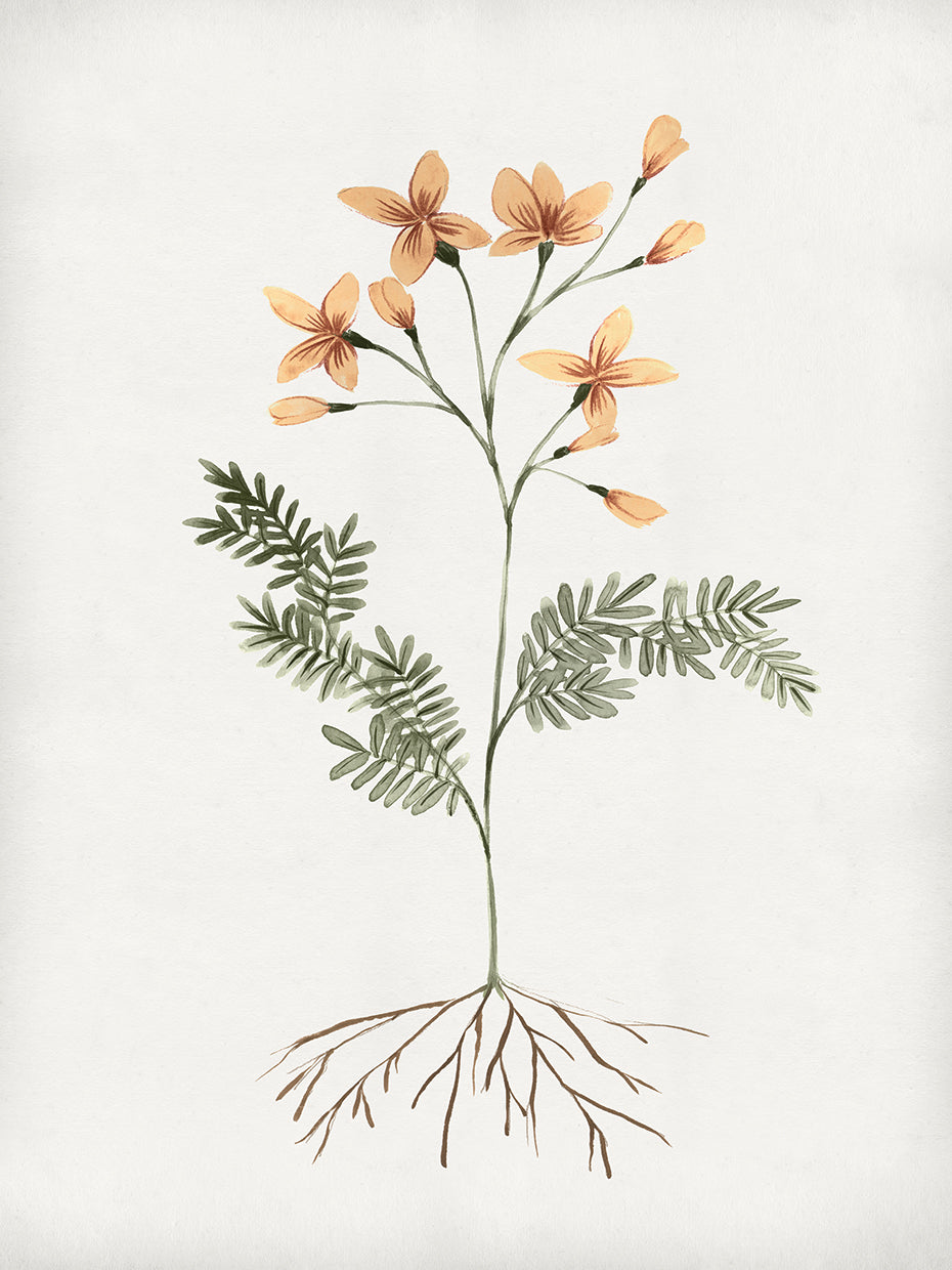 Rooted Floral II