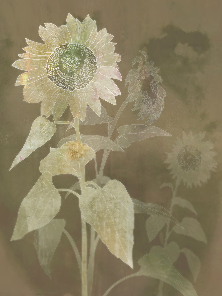 Sunflower Shine I