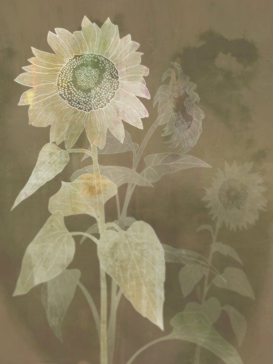 Sunflower Shine I