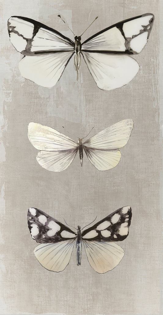 Delicate Butterflies I Canvas Print