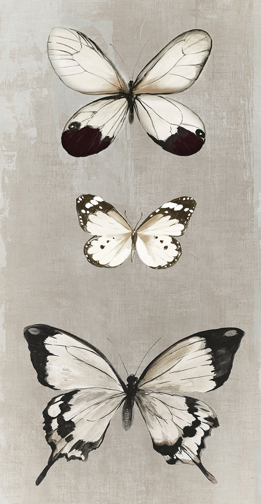 Delicate Butterflies II Canvas Print