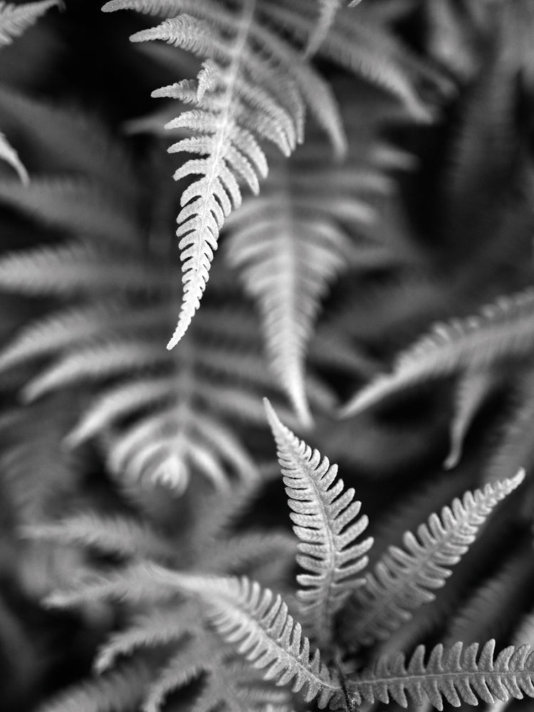 Fern Layers