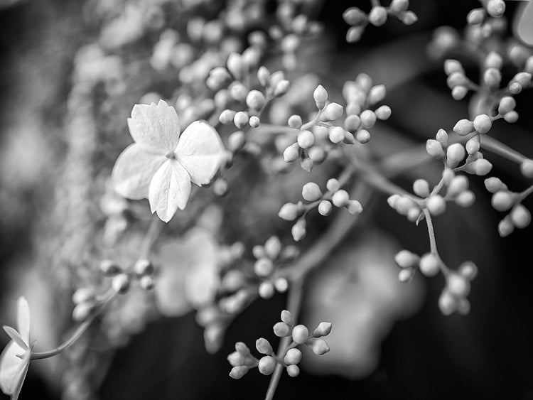 Climbing Hydrangea