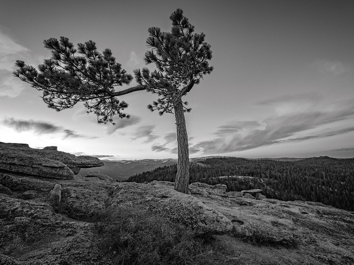 Sentinel Dawn