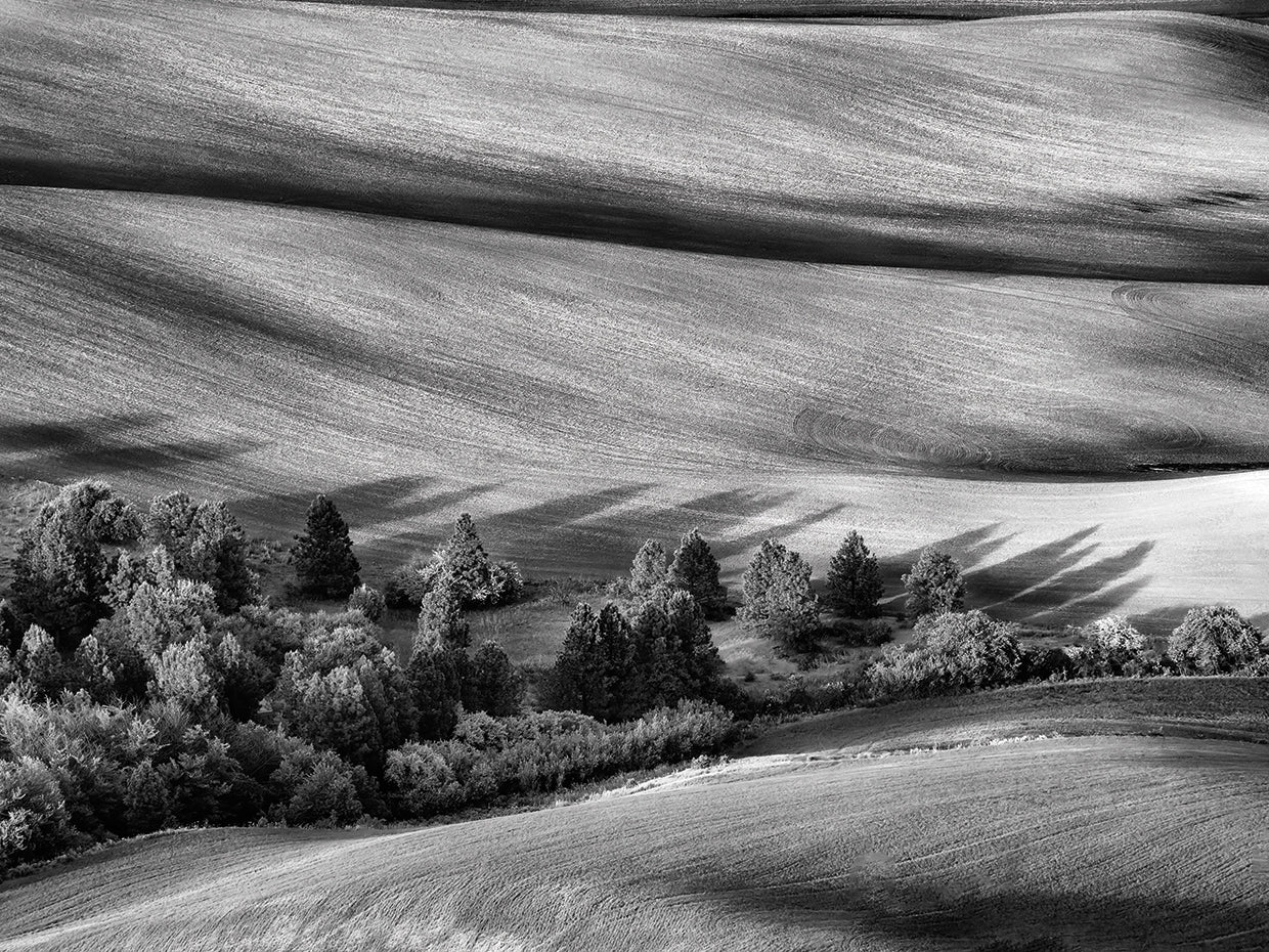 Palouse Shadows