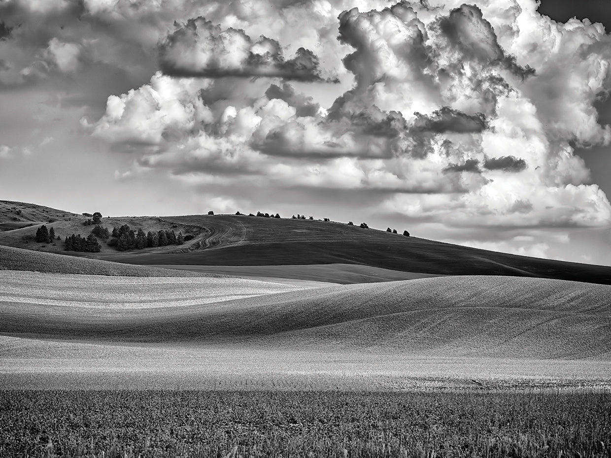 Palouse Afternoon