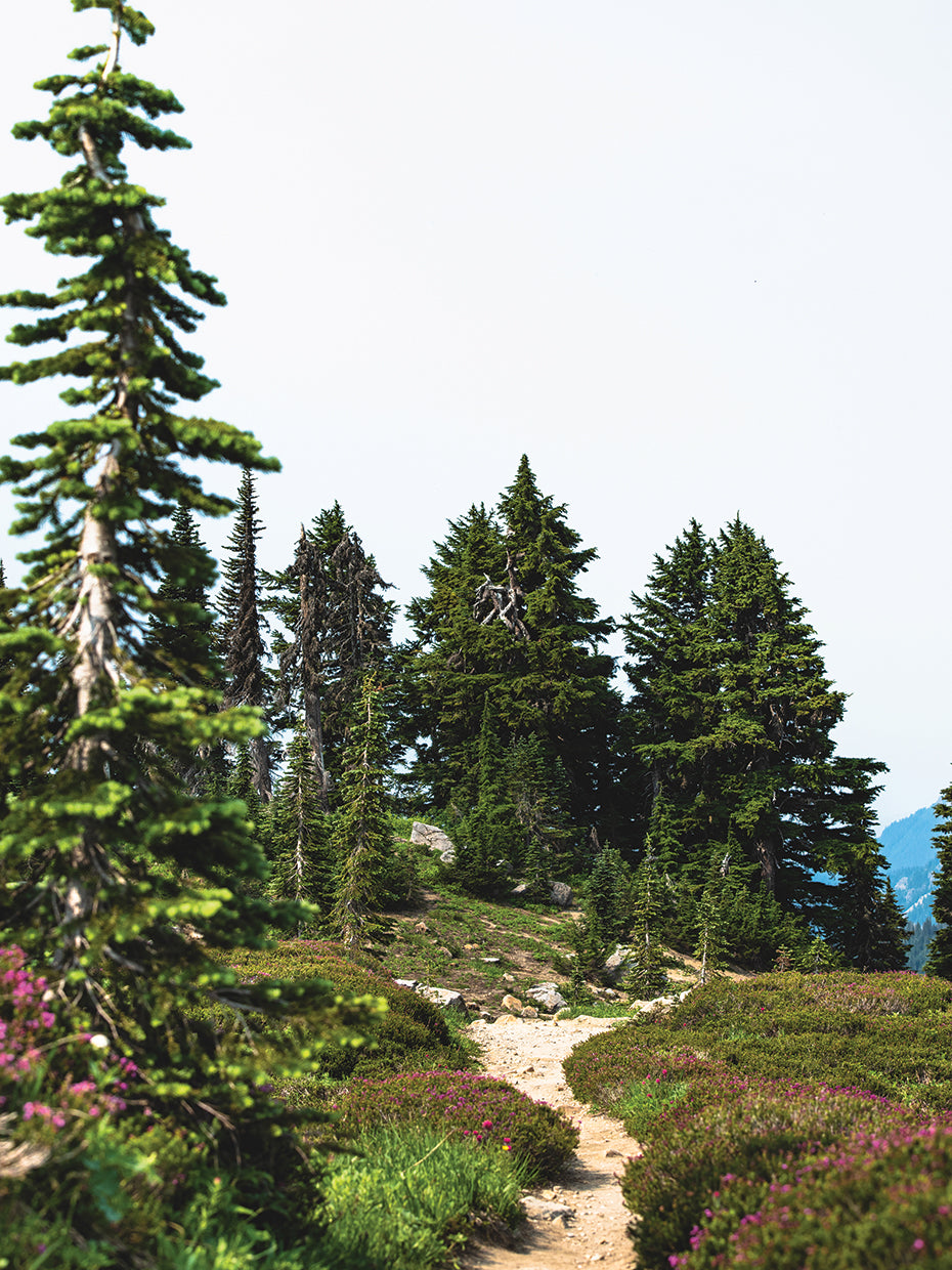 Alpine Mountain Forest Path and Wildflowers
