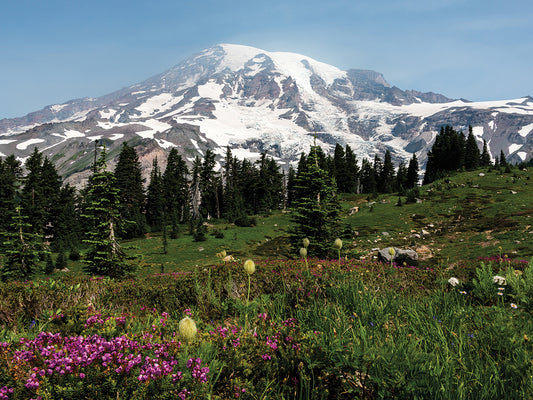 Mount Rainier National Park Wildflowers Canvas Print