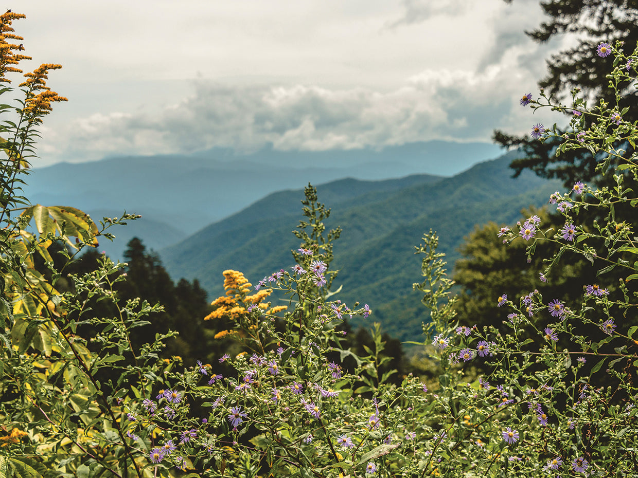 Wildflowers and Wild Mountains