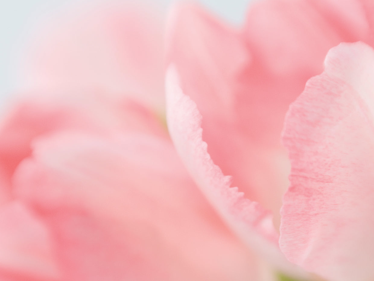 Two Tulips