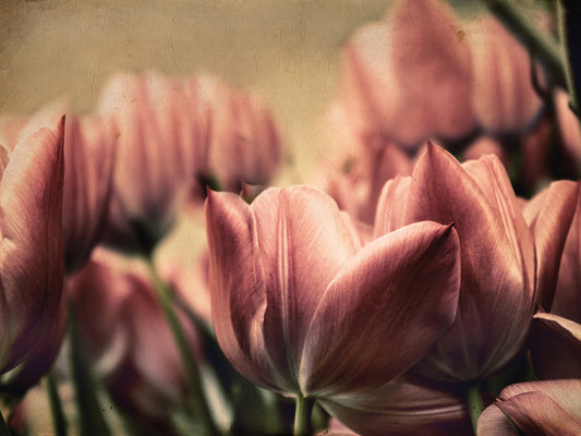 Vintage Tulips