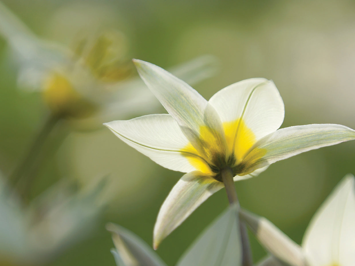 Soñando tulipanes de Turkinstan Lienzo
