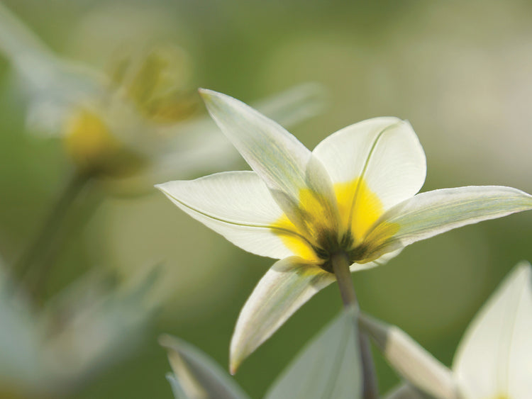 Soñando tulipanes de Turkinstan Lienzo