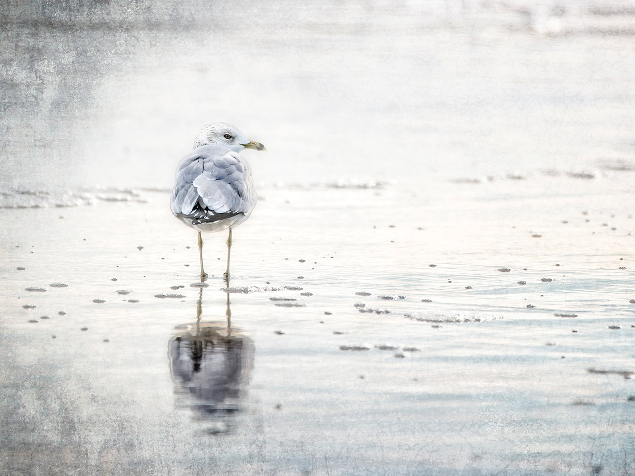 The Standing Seagull
