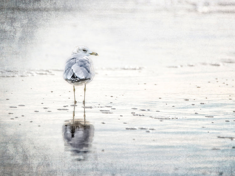 The Standing Seagull
