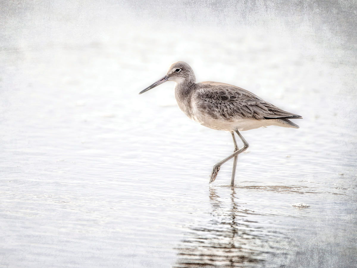 The Sandpiper