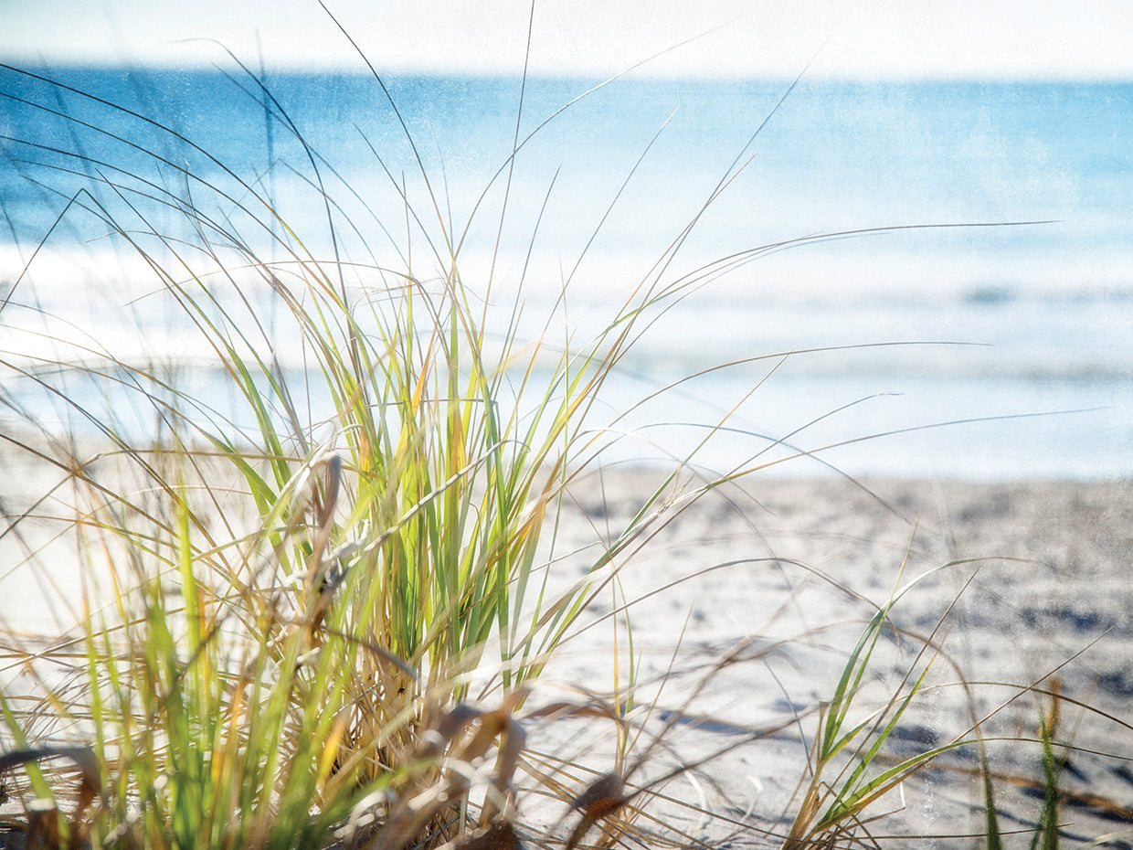 Beachgrass II