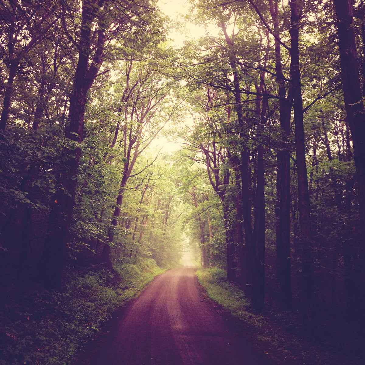 Fog Road