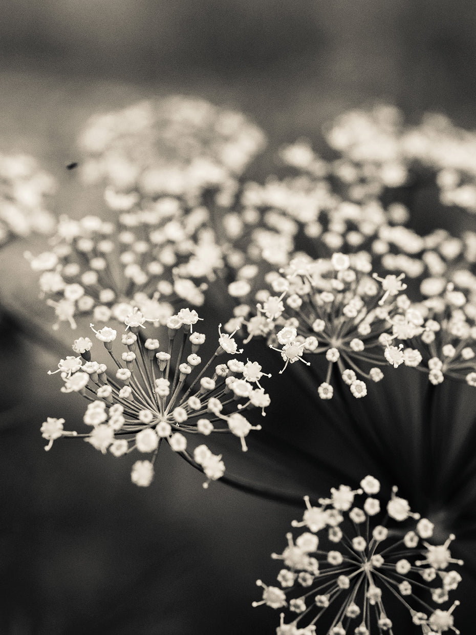 King Wood Flowers II