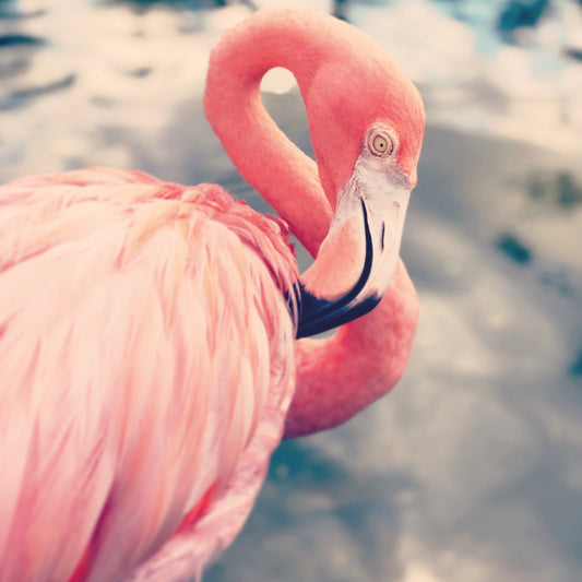 Flamingo Look