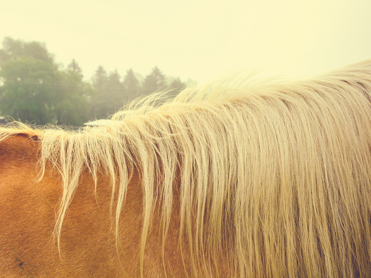 Chester's Mane