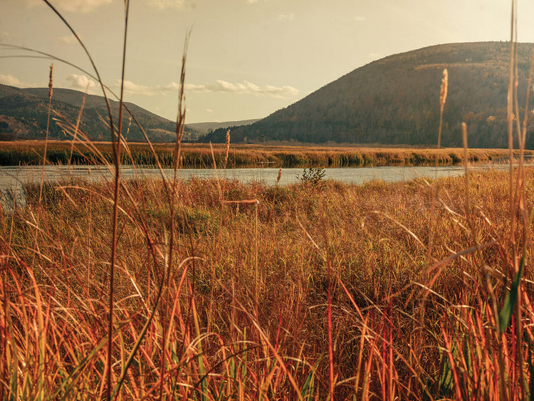 Through the Grasslands