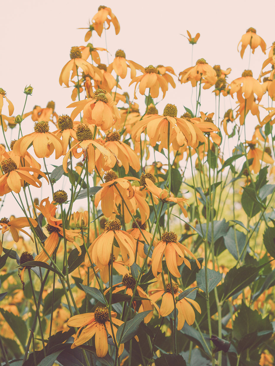Yellow Sunlight