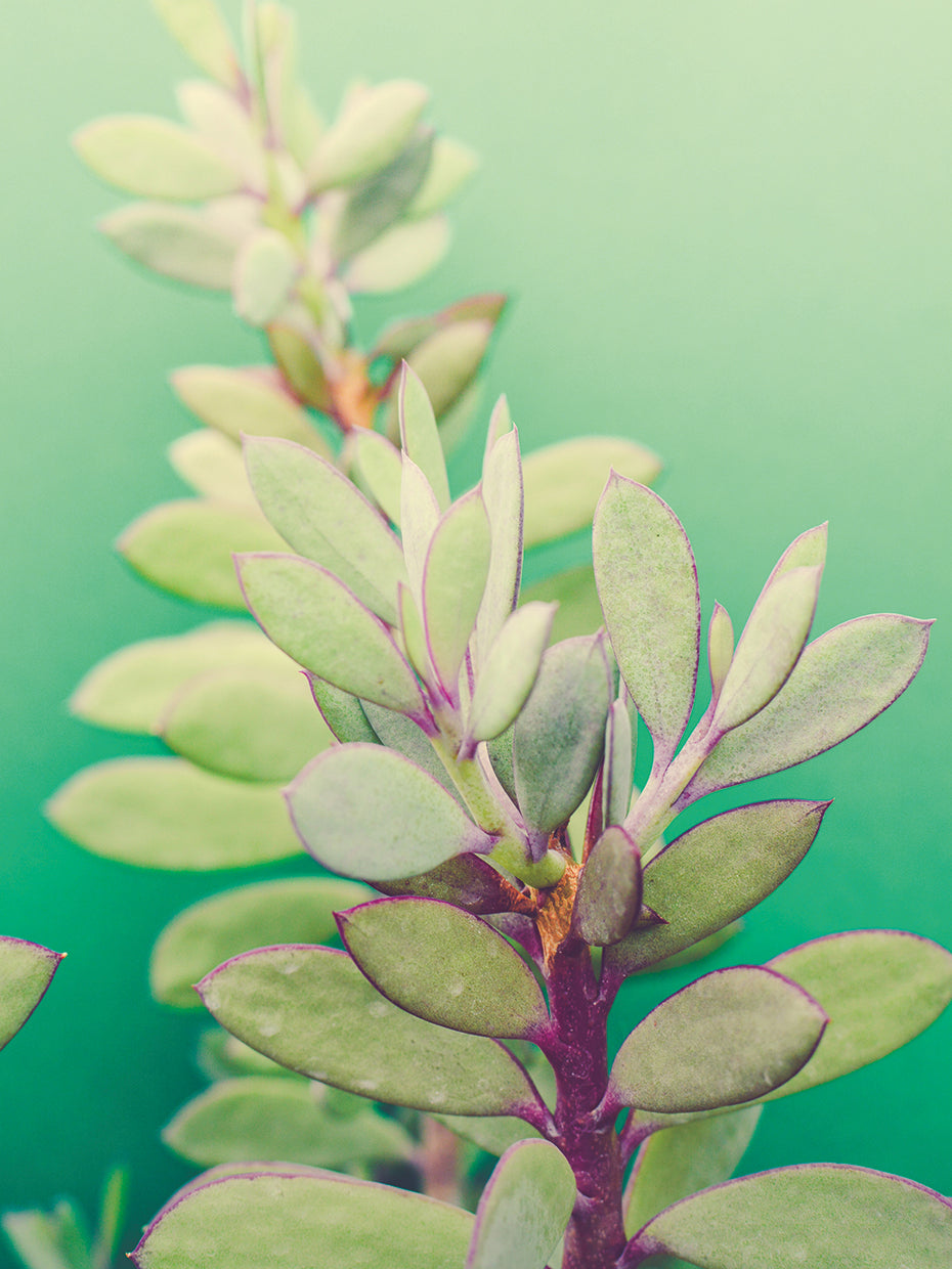 Green Blossom