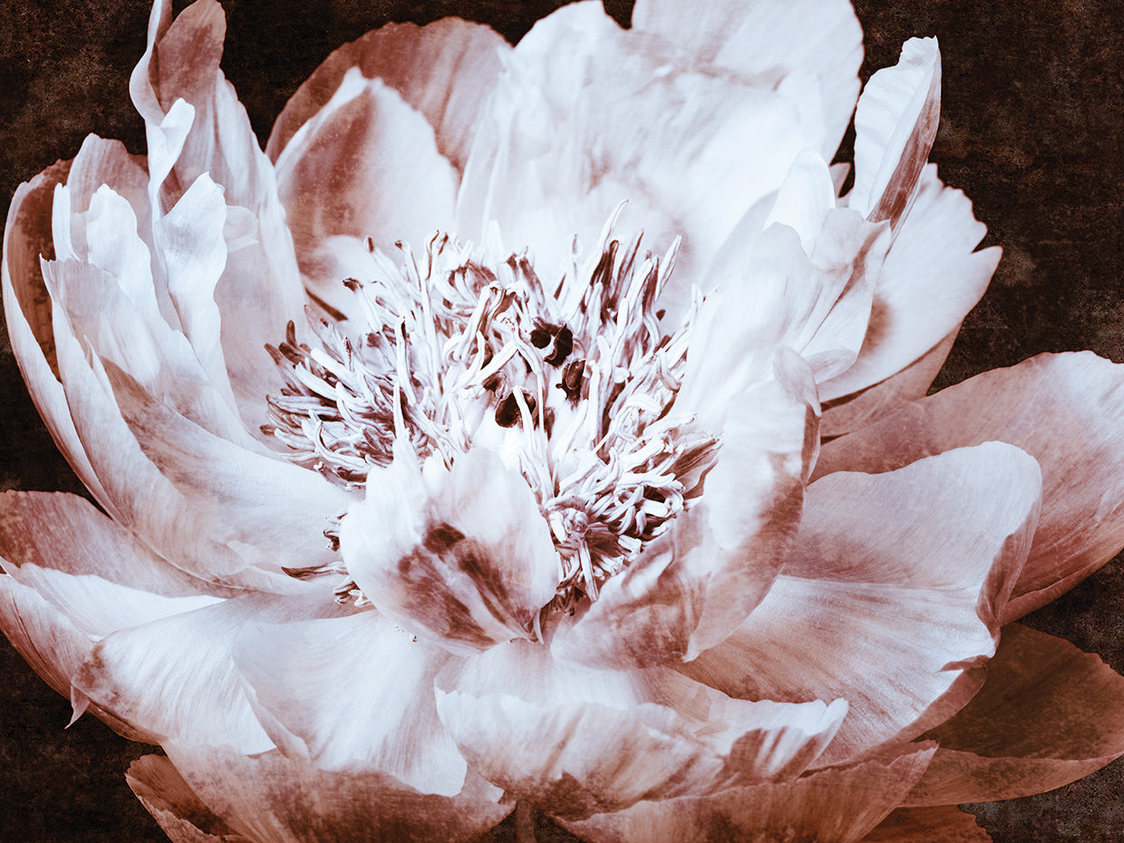 Sepia Peony II