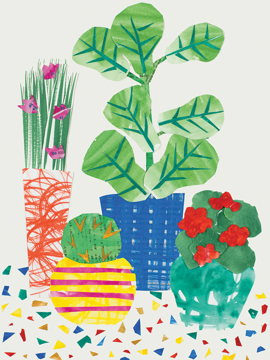 Patio Plants